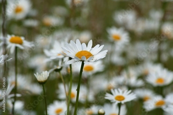 Obraz Marguerite dans son champ