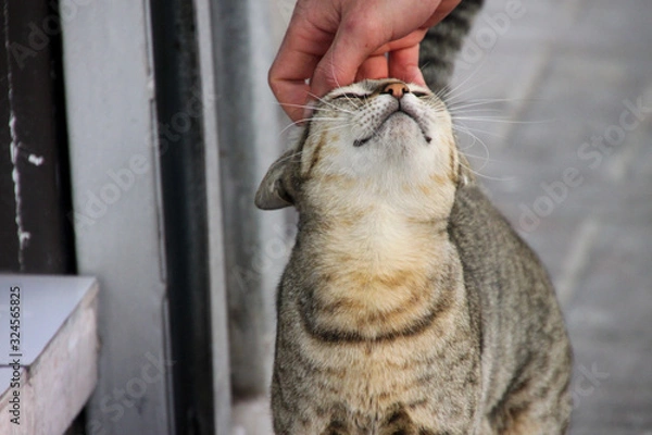 Obraz Stray cat stroked by man's hand