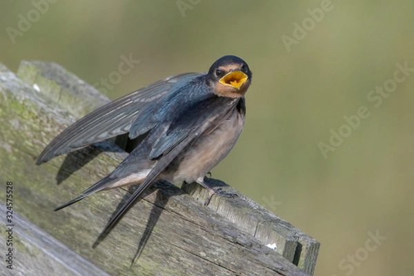 Obraz Barn swallow (Hirundo rustica)