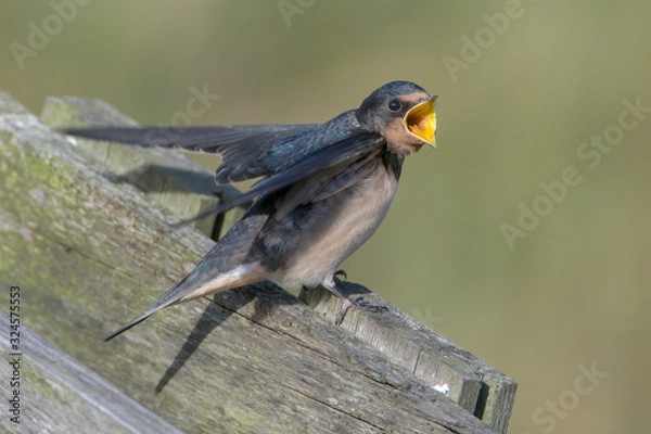 Fototapeta Barn swallow (Hirundo rustica)