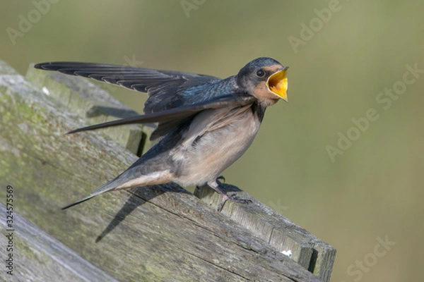 Fototapeta Barn swallow (Hirundo rustica)