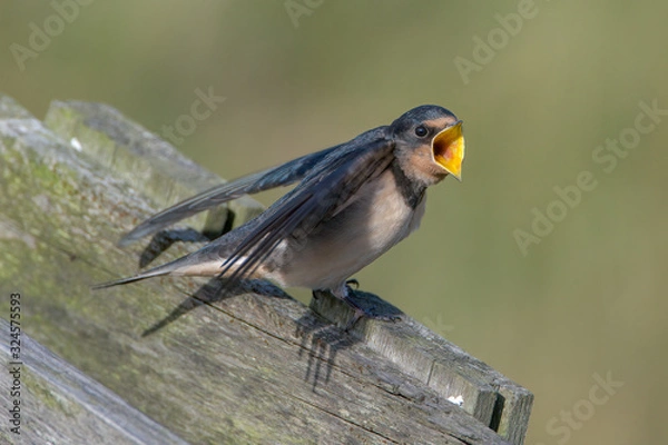 Fototapeta Barn swallow (Hirundo rustica)