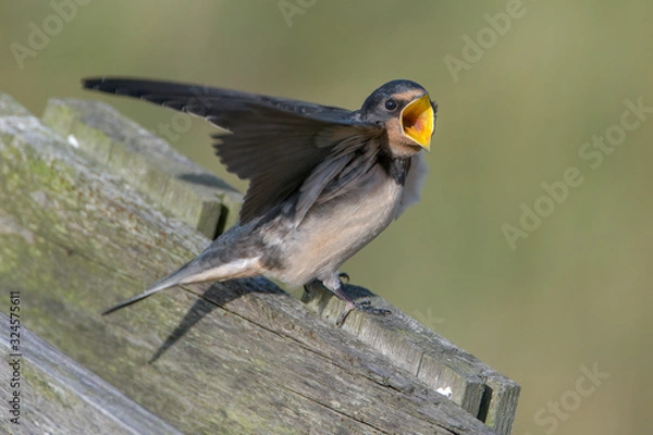 Fototapeta Barn swallow (Hirundo rustica)