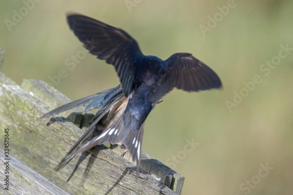Fototapeta Barn swallow (Hirundo rustica)