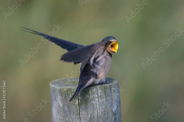 Fototapeta Barn swallow (Hirundo rustica)