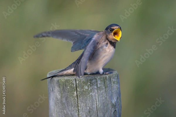 Fototapeta Barn swallow (Hirundo rustica)