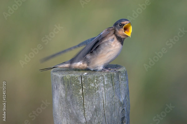 Fototapeta Barn swallow (Hirundo rustica)