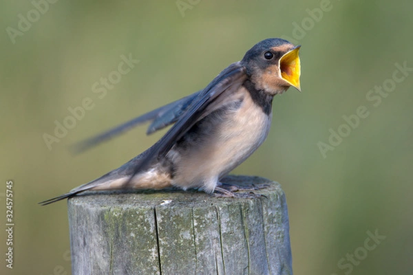 Obraz Barn swallow (Hirundo rustica)