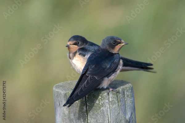 Fototapeta Barn swallow (Hirundo rustica)