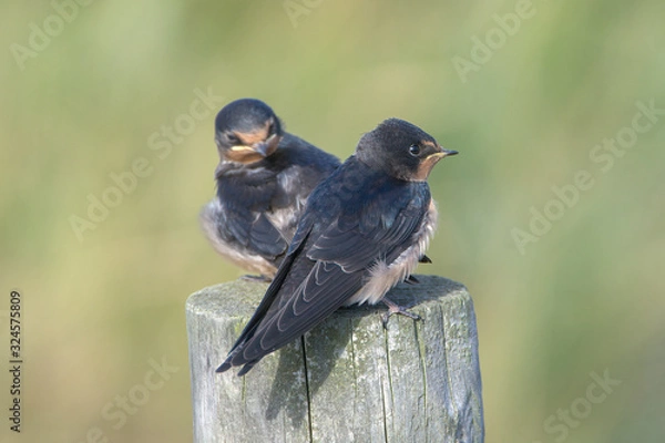 Fototapeta Barn swallow (Hirundo rustica)