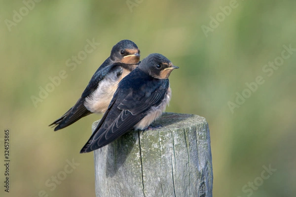 Fototapeta Barn swallow (Hirundo rustica)