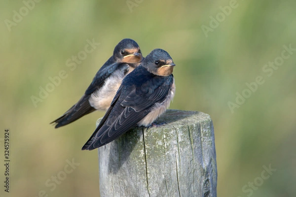 Fototapeta Barn swallow (Hirundo rustica)