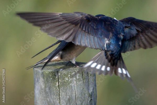 Fototapeta Barn swallow (Hirundo rustica)