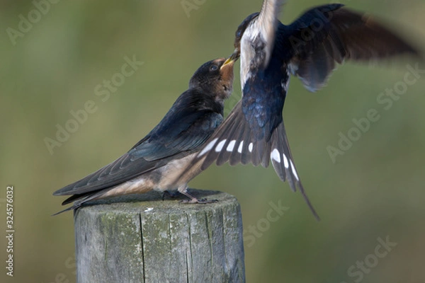 Fototapeta Barn swallow (Hirundo rustica)