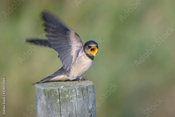 Fototapeta Barn swallow (Hirundo rustica)
