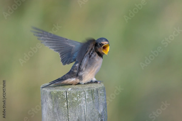 Fototapeta Barn swallow (Hirundo rustica)