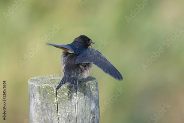 Fototapeta Barn swallow (Hirundo rustica)