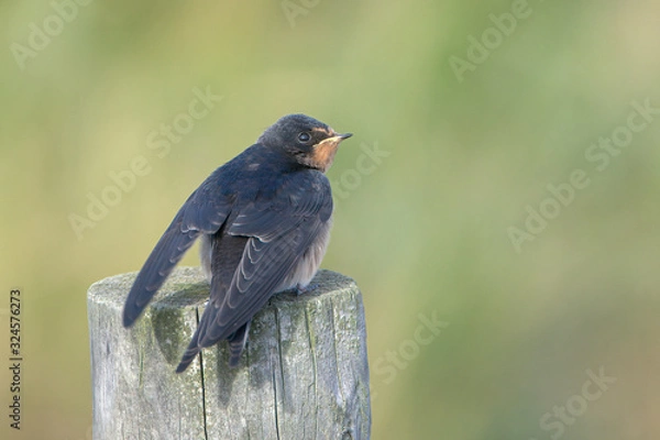 Fototapeta Barn swallow (Hirundo rustica)
