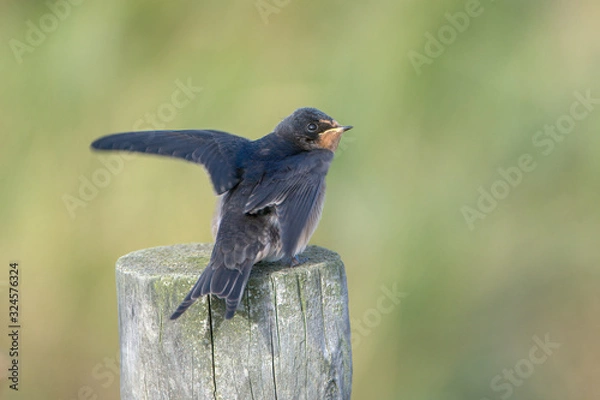 Fototapeta Barn swallow (Hirundo rustica)