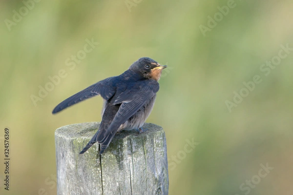 Fototapeta Barn swallow (Hirundo rustica)