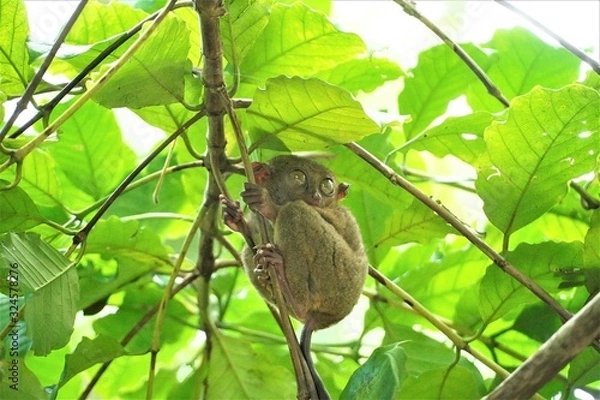 Obraz ボホール島のターシャ