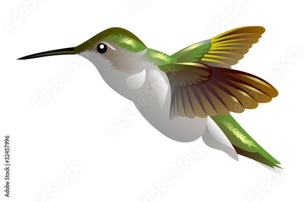 Obraz humming bird