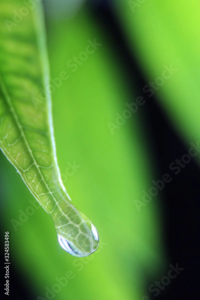 Fototapeta Close up of a water drop on green leaf with green background.