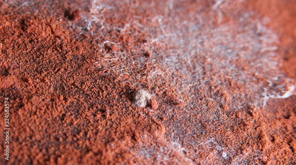 Fototapeta Zbliżenie: biała pleśń na czekoladzie. Grzyb na kakao w proszku. Tekstura.