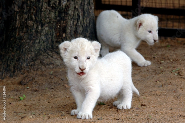Obraz white lion cubs