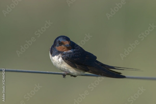 Fototapeta Barn Swallow hirundo rustica