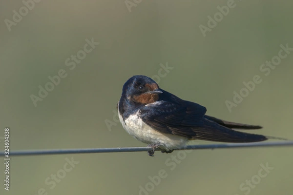 Fototapeta Barn Swallow hirundo rustica