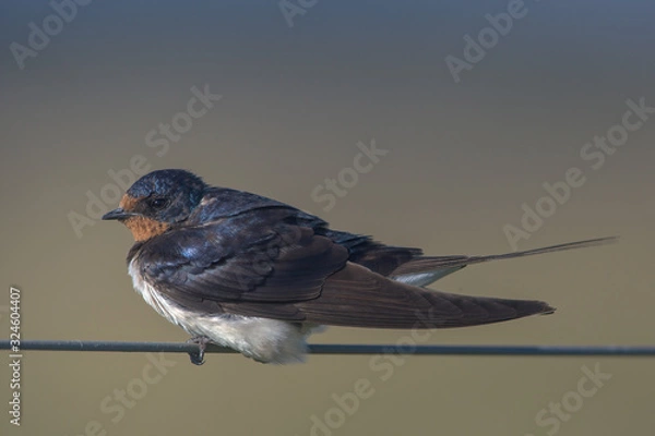 Fototapeta Barn Swallow hirundo rustica