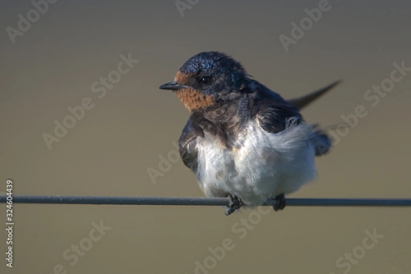 Fototapeta Barn Swallow hirundo rustica