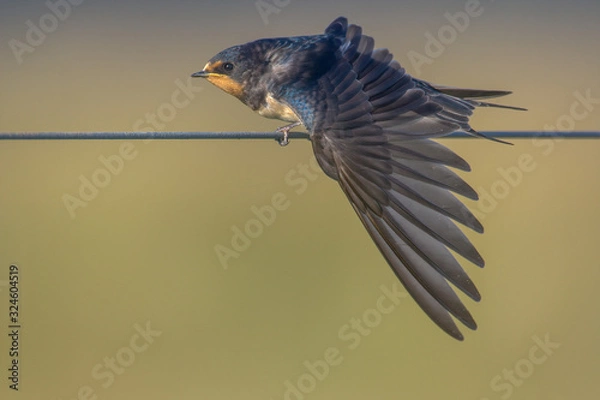 Fototapeta Barn Swallow hirundo rustica