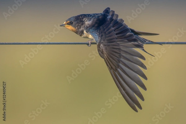 Fototapeta Barn Swallow hirundo rustica