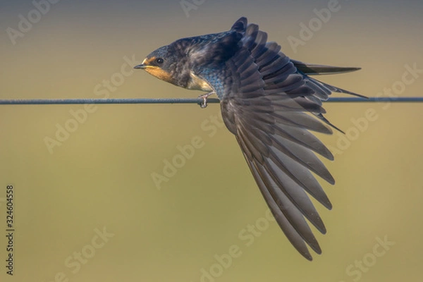 Fototapeta Barn Swallow hirundo rustica