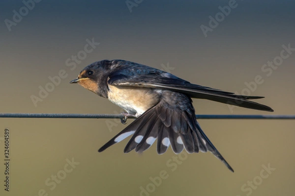 Fototapeta Barn Swallow hirundo rustica