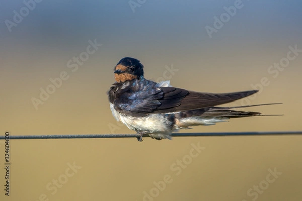 Fototapeta Barn Swallow hirundo rustica