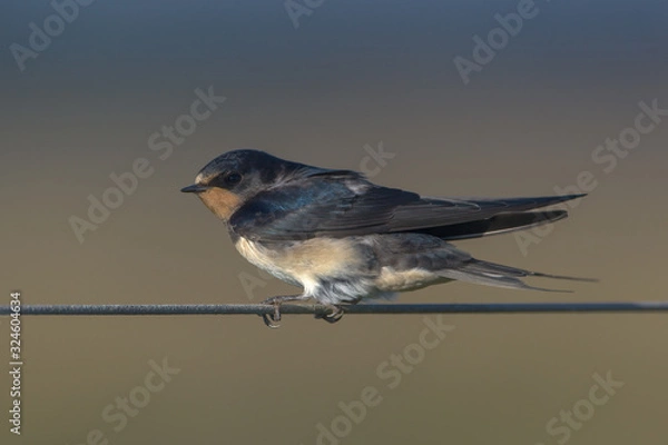 Obraz Barn Swallow hirundo rustica