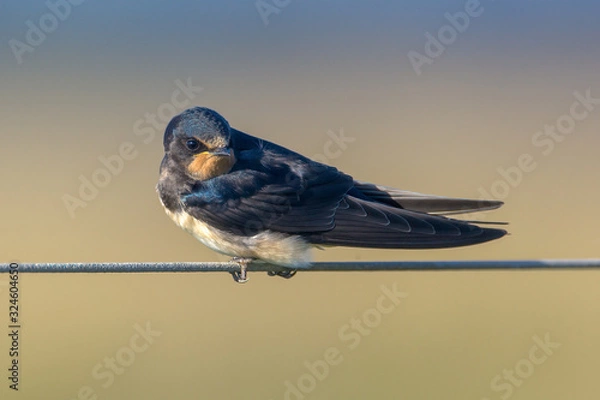 Fototapeta Barn Swallow hirundo rustica