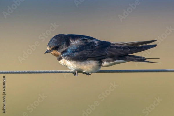 Fototapeta Barn Swallow hirundo rustica