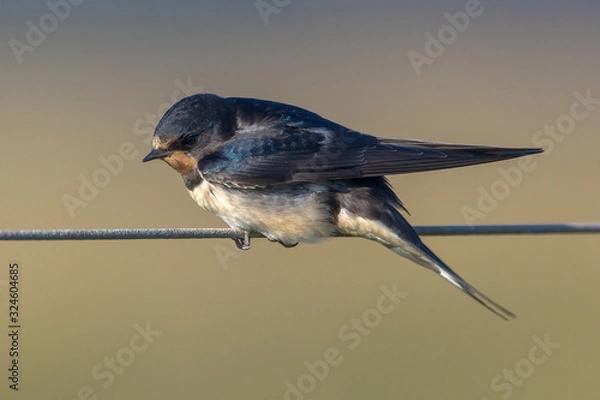 Fototapeta Barn Swallow hirundo rustica