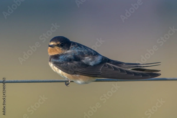 Fototapeta Barn Swallow hirundo rustica