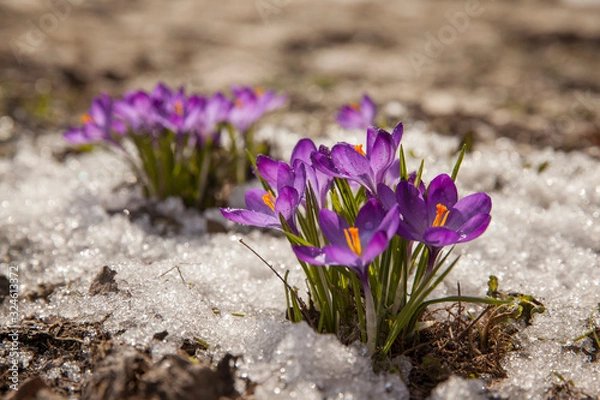 Fototapeta Spring crocus in the snow, lit by the sun