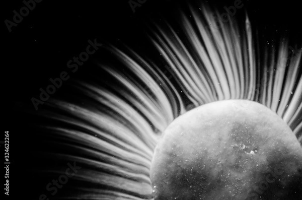 Fototapeta  abstraction