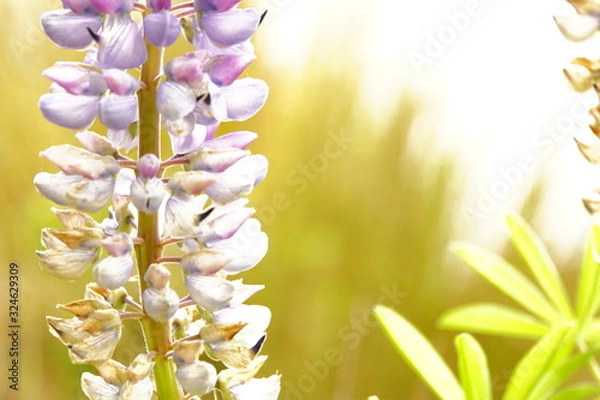 Fototapeta Lupinenblüte 