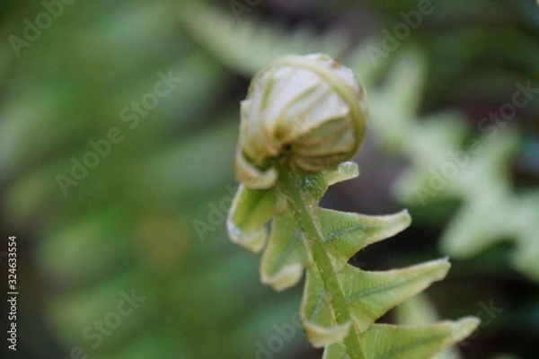 Fototapeta Farn in Neuseeland 