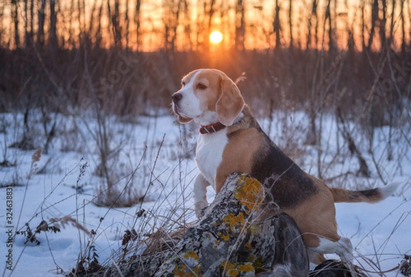 Fototapeta dog breed Beagle on a walk in the winter Park on the background of a beautiful sunset