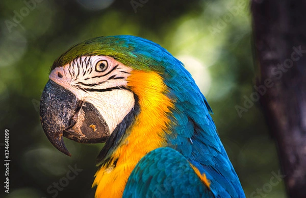 Obraz colorful parrot