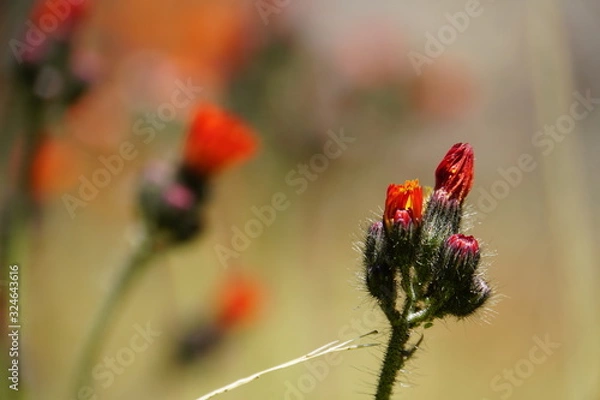 Fototapeta Orangerotes Habichtskraut